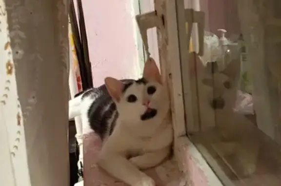 Кошки потеряшки, Москва, фото: Потеряшка кошка, 12-я Новокузьминская, 6 к1