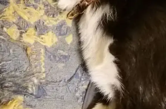 Найдена собака на проспекте Кирова, 156