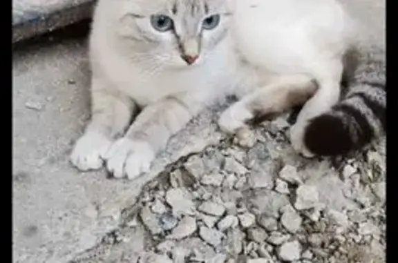 Пропала кошка, ул. Кудряшова, Иваново