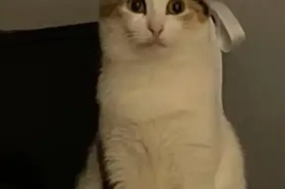 Кошки потеряшки, Вольск, фото: Потеряшка кошка, Школьная ул. 12, Вольск