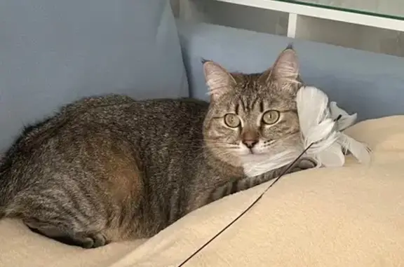 Кошки потеряшки, , фото: Потеряшка кошка на Кедровой улице