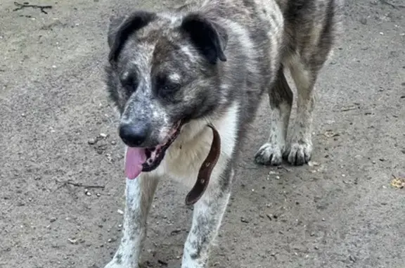 Собака найдена: Привокзальная ул., Мытищи