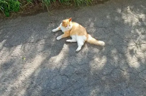 Кошка найдена: Московский пр-т, 61А, Яр.