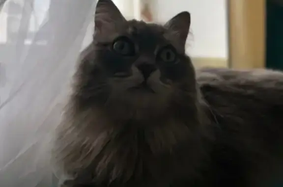 Найдена кошка, Уфа, фото: Найдена серая кошка, Цюрупы 130, Уфа