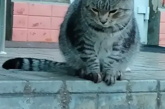Объявления о пропавших и найденных животных, , фото: Найдена кошка, Ворошилова 12, Тольятти