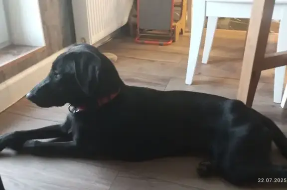 Найдена собака, Фёдоровское городское поселение, фото: Собака найдена, Шоссейная ул., 3А, Фёдоровское