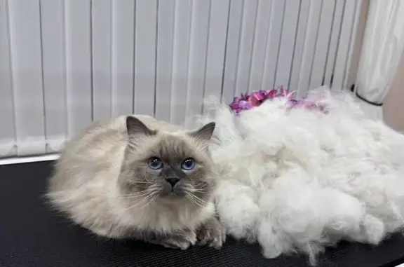 Пропала кошка, пр. Кораблестроителей, 44