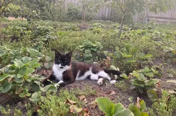 Кошки потеряшки, Лиски, фото: Потеряшка кошка, ул. 8 Марта, 25, Лиски