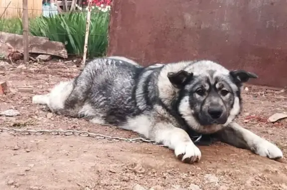 Собаки потеряшки, Уфа, фото: Потеряшка собака на Мингажева, 82, Уфа