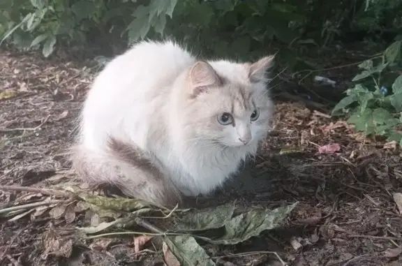 Кошка найдена, ул. Льва Толстого 42, Томск