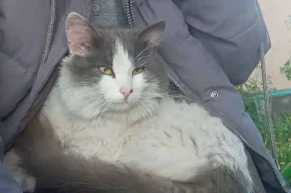 Кошки потеряшки, Прокопьевск, фото: Потеряшка кошка, 2-я Коксовая, 13, Прокопьевск