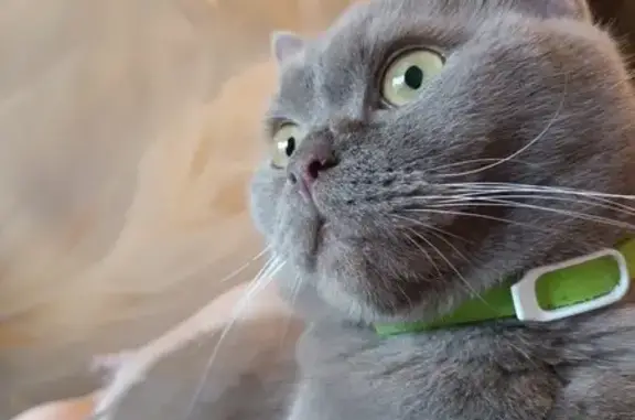 Кошки потеряшки, Волгодонск, фото: Потеряшка кошка, ул. 30 лет Победы, 12