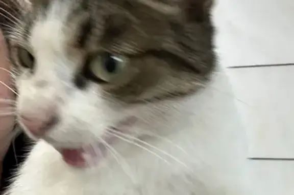 Кошка найдена у метро Савеловская, Бутырская 2А