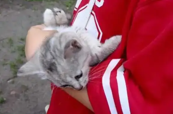 Котенок найден на Ладожской улице, Пенза