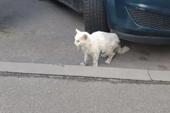 Кошка найдена, ул. Котовского 14, Липецк