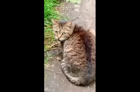 Кошка найдена на аллее Долганова, Москва