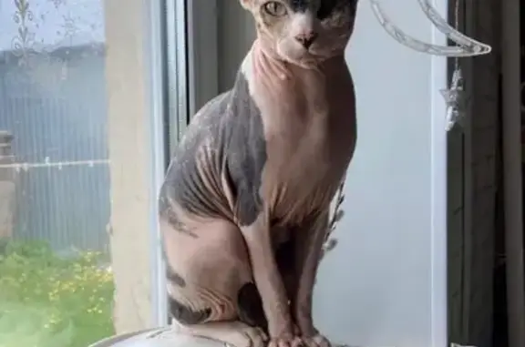 Пропала Сфинкс, ул. Вавилова 15, Тара