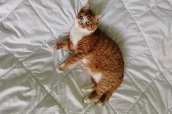 Кошки потеряшки, Мурино, фото: Потеряшка кошка, Мурино, Авиаторов Балтики 31