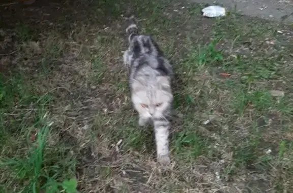 Кошка найдена: ул. Елены Колесовой, 50