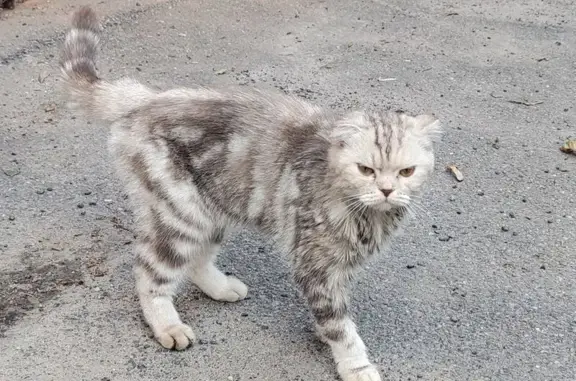Кошка найдена на Павловском шоссе, 33А