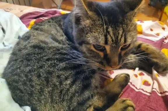 Найдена кошка, Ижевск, фото: Найдена кошка, Удмуртская ул. 302