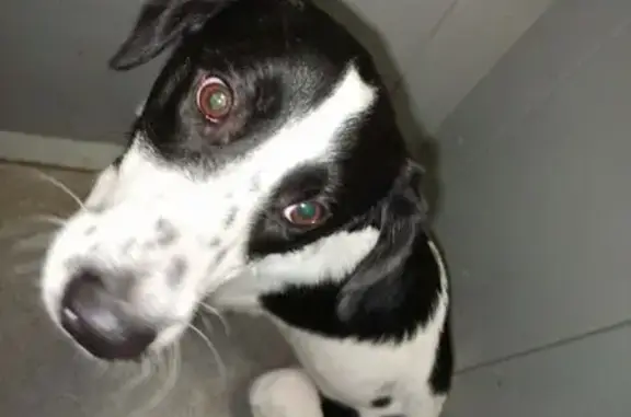 Собака найдена: ул. Хохрякова, 10, Челябинск