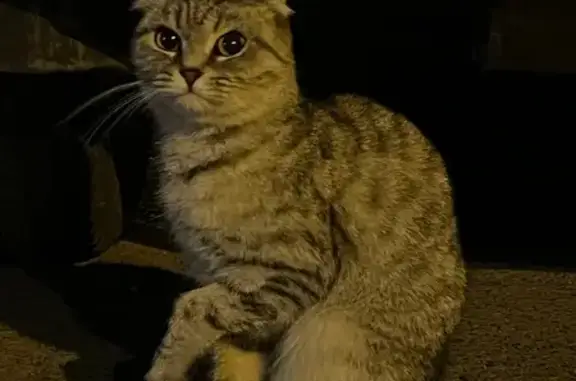 Котенок найден: Краснодарская 2А