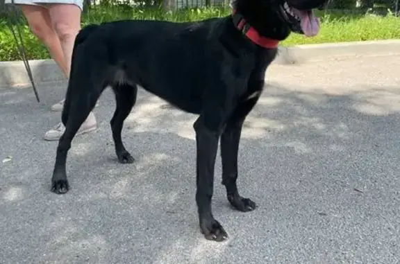 Собака найдена: Шоссейная ул, 2Г к11, Фёдоровское