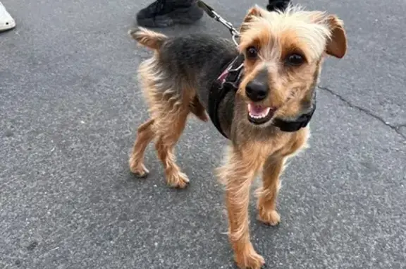 Собака найдена: ул. Солодунова, 54, Вологда