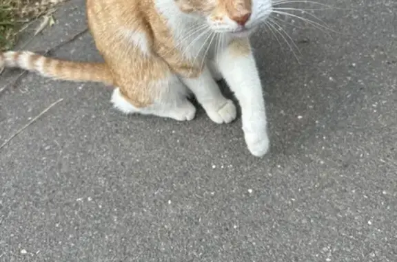 Найдена кошка, Волжский, фото: Найдена кошка, Волжский