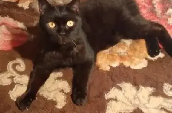 Найдена кошка, Челябинск, фото: Найдена кошка, Бродокалмакский тракт