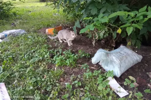 Найдена кошка, Люберцы, фото: Серая кошка найдена: ул. Космонавтов, 9