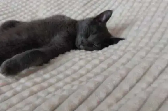 Кошки потеряшки, Маркс, фото: Потеряшка кошка, 5-я линия 31, Маркс