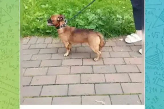 Собака найдена: Курортная 1, Калининград