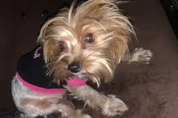 Пропала собака, Кемеровская 2, Магнитогорск