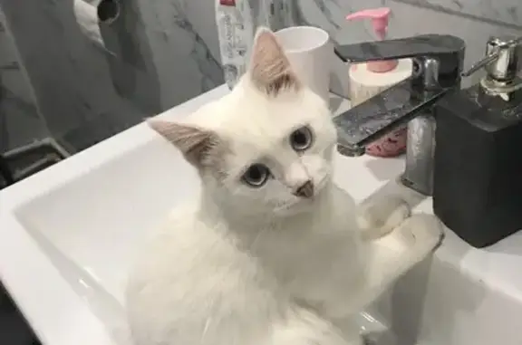 Кошки потеряшки, , фото: Потеряшка кошка, Знаменский, Первомайская 12