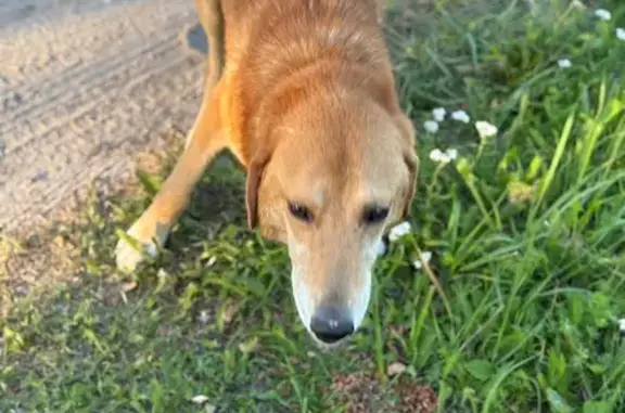 Собака найдена: Набережная ул., 3, Гусь-Железный