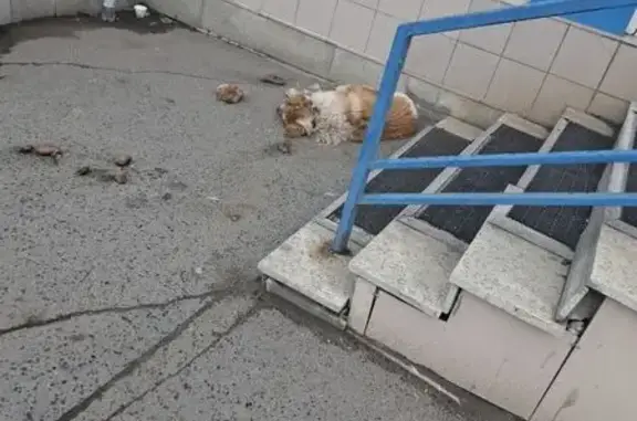 Найдена собака, Челябинск, фото: Собака найдена, ул. Разина, Челябинск