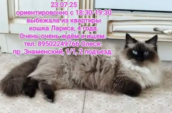 Кошки потеряшки, Оренбург, фото: Потеряшка кошка, Знаменский пр-д 1/1, Оренбург