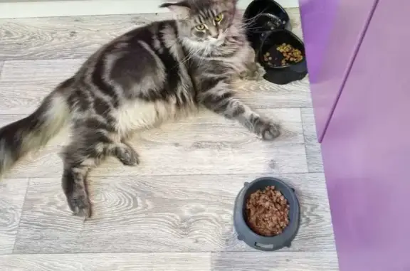 Пропала кошка, ул. Короленко, 10, Чебоксары