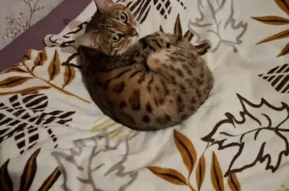 Кошки потеряшки, Красный Двор, фото: Потеряшка кошка, Демидов — Красный Двор