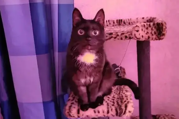 Кошки потеряшки, Чебоксары, фото: Потеряшка кошка, Водопроводная 27, Чебоксары