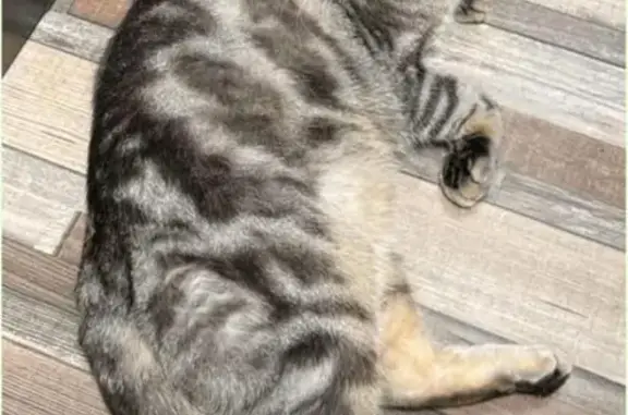 Кошки потеряшки, Москва, фото: Потеряшка кошка на Перерва, 56 к1, Москва