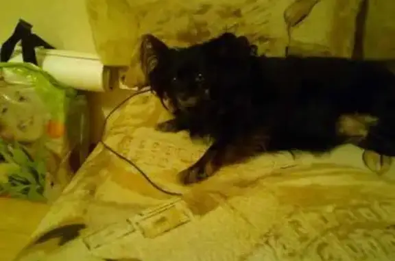 Собаки потеряшки, , фото: Потеряшка собака, Светлогорск, Калининградский пр. 68