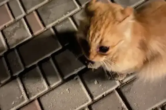 Найденные животные , фото: Найдена кошка на ул. Терлецкого, Форос