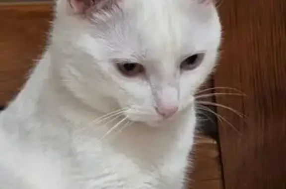 Пропала кошка, ул. Ломоносова, 15, Пушкино