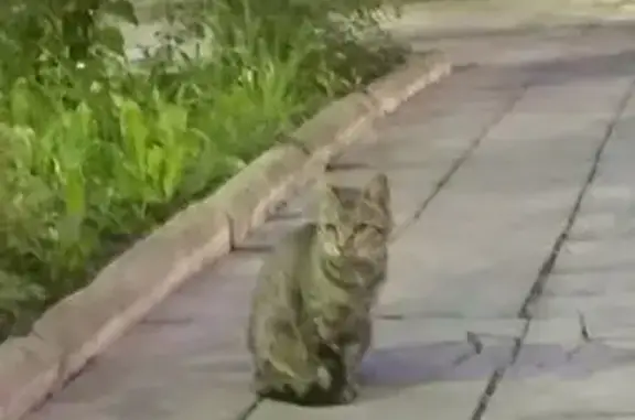 Кошка найдена на Октябрьской, 16А, Москва