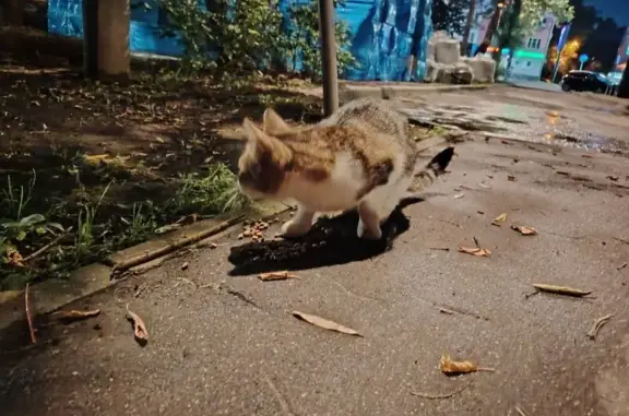 Найдена кошка, Пушкино, фото: Кошка найдена: Московский проспект, 2