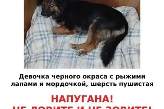 Пропала собака у ЖК Люберецкий, 2-я Вольская 17