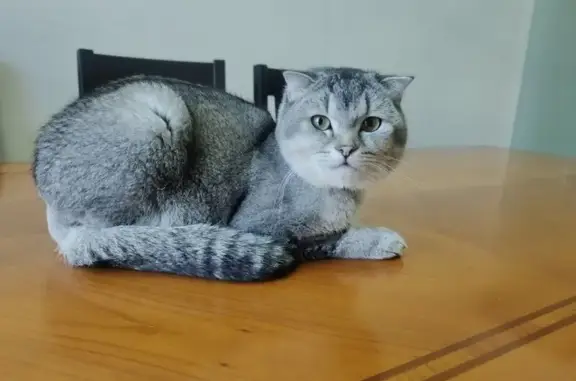 Пропала шотландская кошка, Гая 3, Минск